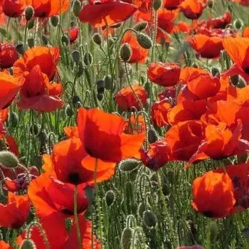 Семена Мак самосейка декоративный 50 шт.
