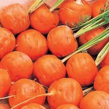 СЕМЕНА Морковь Парижский рынок 50 ШТ