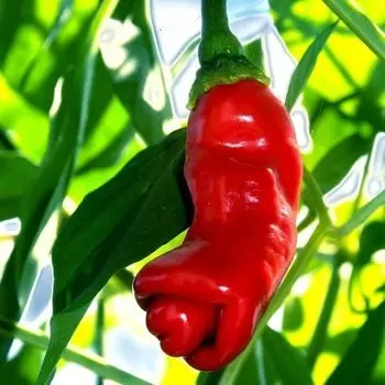 Семена Перец острый Peter pepper red 5 ШТ