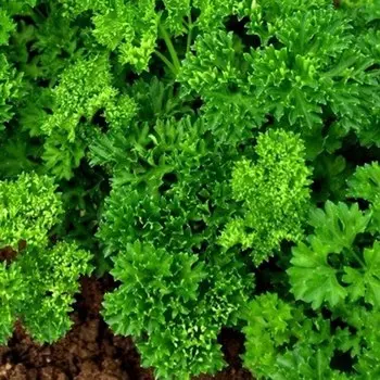 СЕМЕНА Петрушка кучерявая 50 ШТ