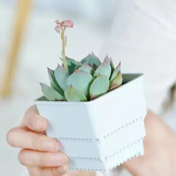 Meshpot Квадратные горшки для суккулентов 5 шт.