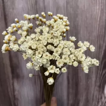 Сухие белые ромашки NYAConfetti для декора