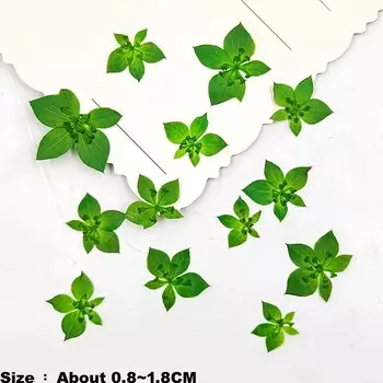 Сухие растения Rabdosia Rubra, 24 шт., для украшений