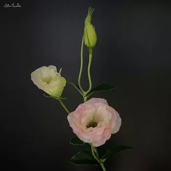 SunMade шелковые искусственные цветы Лизиантус 3 штуки