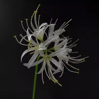 SunMade Волшебная ветвь лилии Эквинокс искусственные шелковые цветы