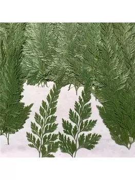 Сушеные цветы DRtrade для поделок 120 шт.