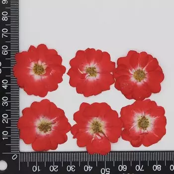 Сушеные розы DRtrade 60 шт.