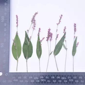 Вечные цветы NYAConfetti ротанг фиолетовый розовый 20 шт