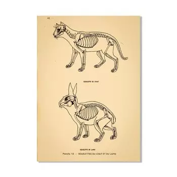 Ветеринарные плакаты по анатомии животных wall's tale