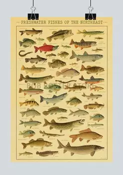 Винтажная картина «Океанская рыба» lanxihaibao