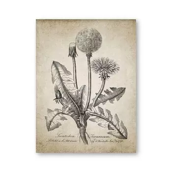 Винтажные ботанические плакаты на холсте aooins