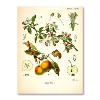 Винтажные ботанические постеры Koehler, печать на холсте