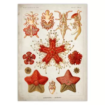 Винтажный постер морских существ Fine Comma