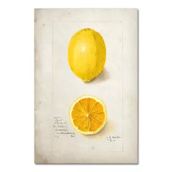 Винтажный постер с фруктами AliPaint