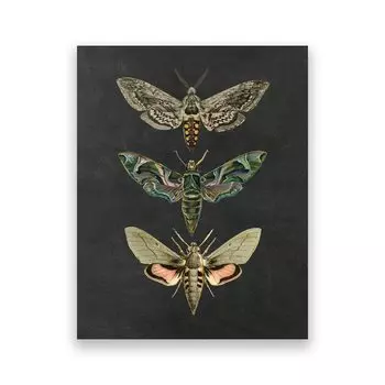 Винтажный постер с мотыльками Ilan grace