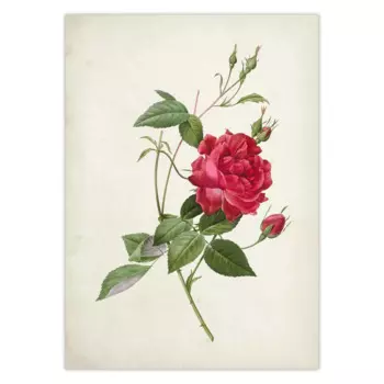 Винтажный постер с розами Fine Comma