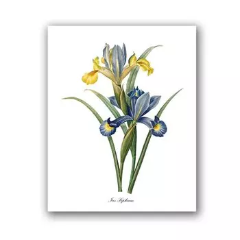 Живопись на холсте P.J. Redoute Flowers