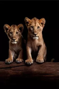 Живопись "Семья львов в темноте" PANTINGART