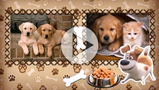 Пакет слайдов Тайная жизнь домашних животных