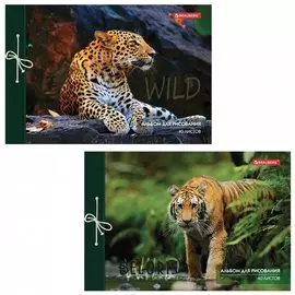 Альбом для рисования А4 40 листов "Дикие кошки"