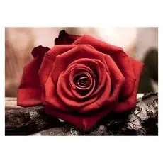 Алмазная вышивка «Красная роза»