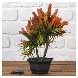 Бонсай "Блехнум" 11х25,5 см