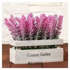 Бонсай "Лаванда в ящичке" 8х16,5х15 см