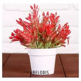 Бонсай "Острые листики" 9х17 см