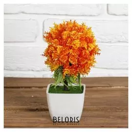 Бонсай "Папоротник цветочный" 7х19 см