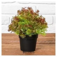 Бонсай "Укроп" 15*19 см