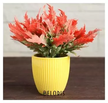 Бонсай в горшке "Араукария" 7х13 см