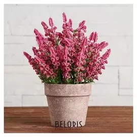 Бонсай в горшке "Цеанотус" 10х20 см