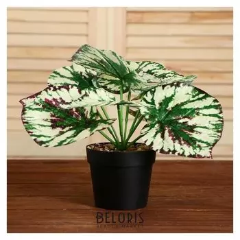 Бонсай в горшке "Дифенбахия" 9,5х20 см