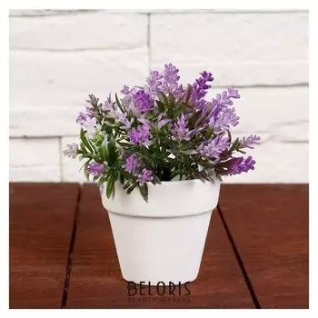 Бонсай в горшке "Двуцветник" 7х11 см