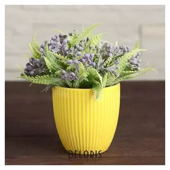 Бонсай в горшке "Флебодиум" 7х13 см