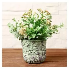 Бонсай в горшке "Горец с листьями" 9х15 см