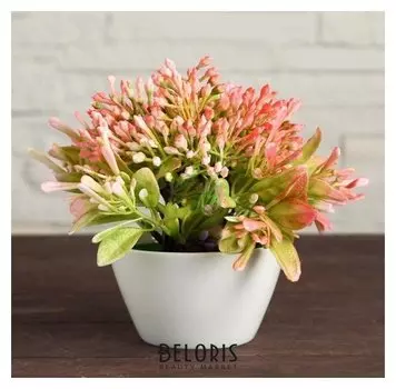 Бонсай в горшке "Горечавка" 10х15 см