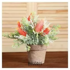 Бонсай в горшке "Гревиллея" 10х20 см