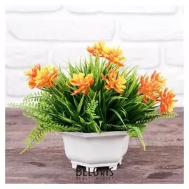 Бонсай в горшке "Эхеверия с папоротником" 12х18 см