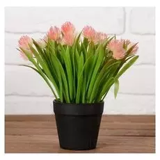 Бонсай в горшке "Эхмея с травой" 9*19 см