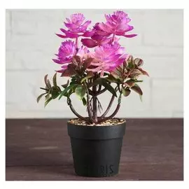 Бонсай в горшке "Куркума" 9х22 см