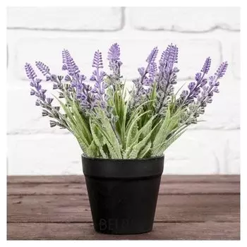 Бонсай в горшке "Лаванда с папоротником" 9х19 см