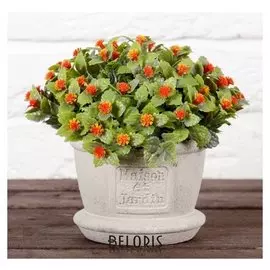 Бонсай в горшке "Лиственник" 11х16 см