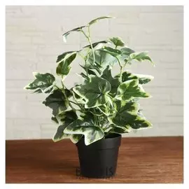 Бонсай в горшке "Луокперсон" 9х26 см