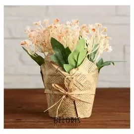 Бонсай в горшке "Малютки" 10х15 см