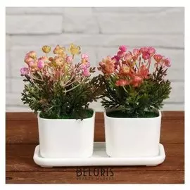 Бонсай в горшке "Марсилея" 11,5х9 см