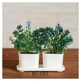 Бонсай в горшке "Муррайя" 11,5х10 см