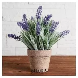 Бонсай в горшке "Мускари" 10х22 см