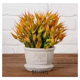 Бонсай в горшке "Острые листики" 11х18 см