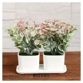 Бонсай в горшке "Пилея" 11,5х11 см